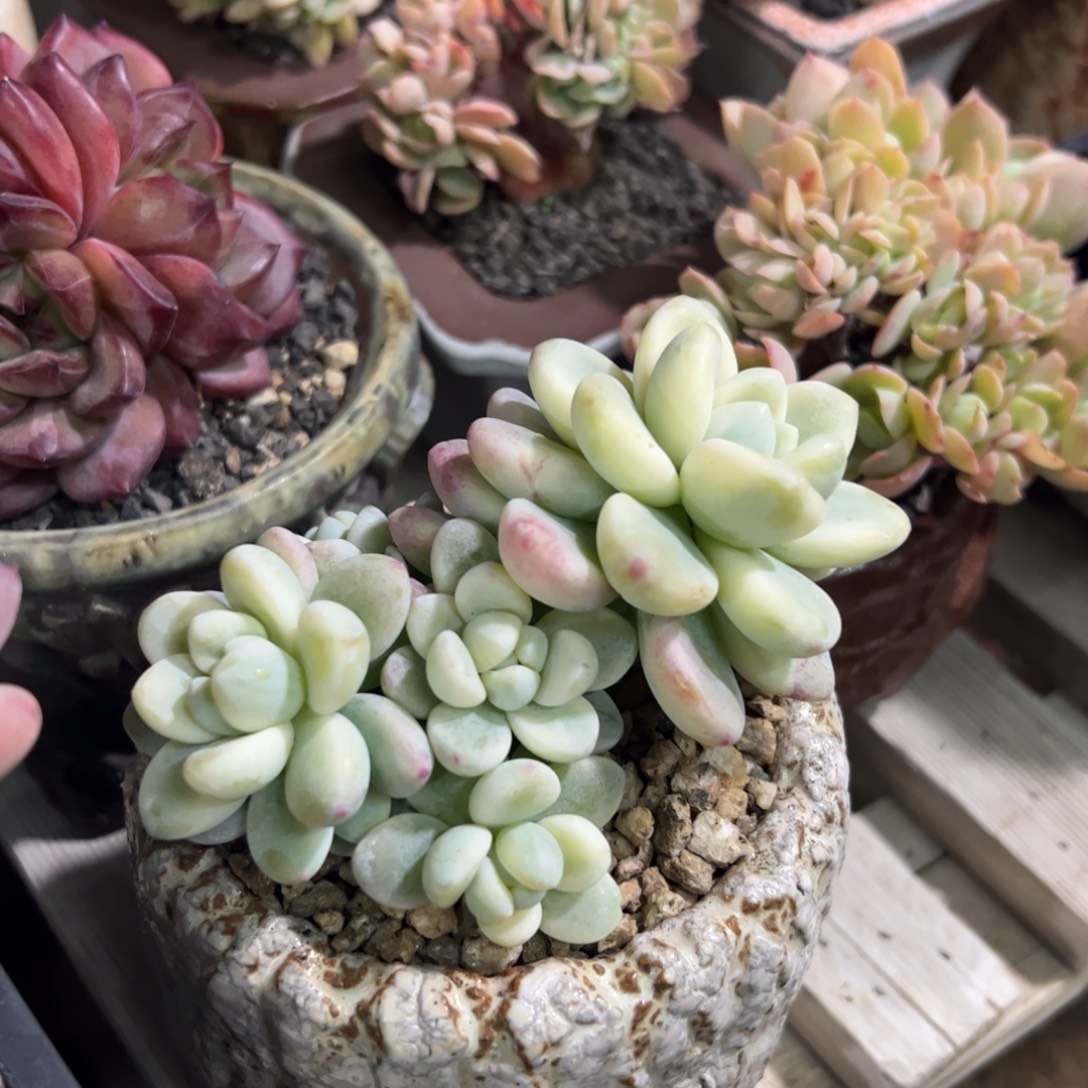 劳尔锦群生无砍多肉植物