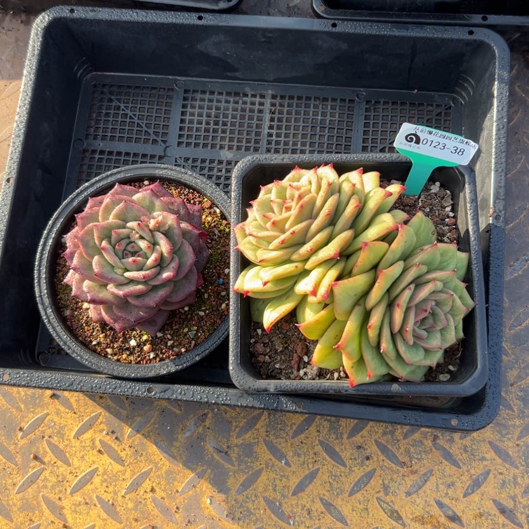 多肉一物一拍0123-38