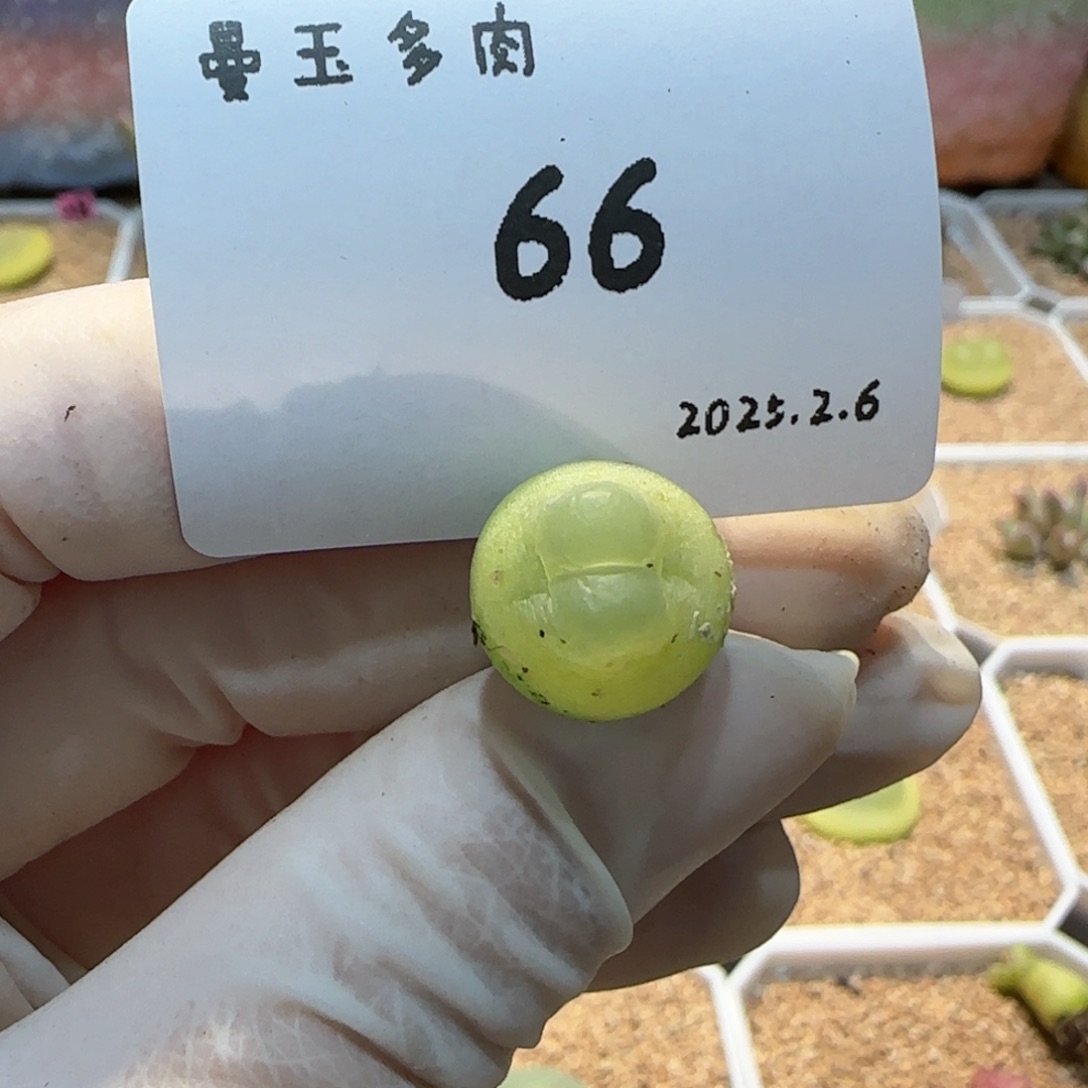 多肉多多肉2.6-066