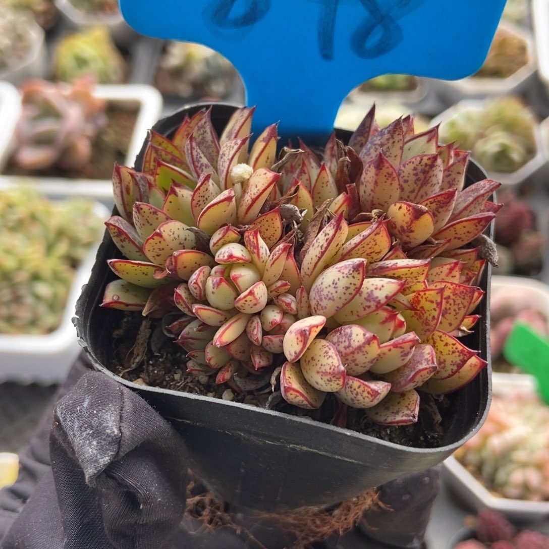 848灰姑娘多肉植物保护