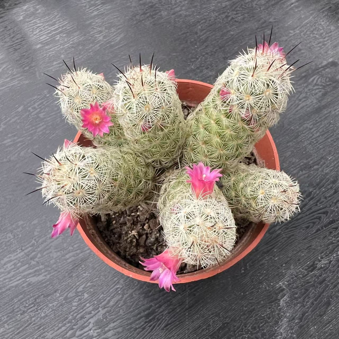 （满18元包邮）多头粉花手指仙人球  