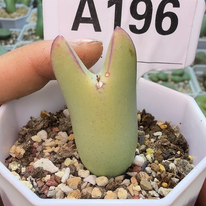 196。满38包邮肉锥