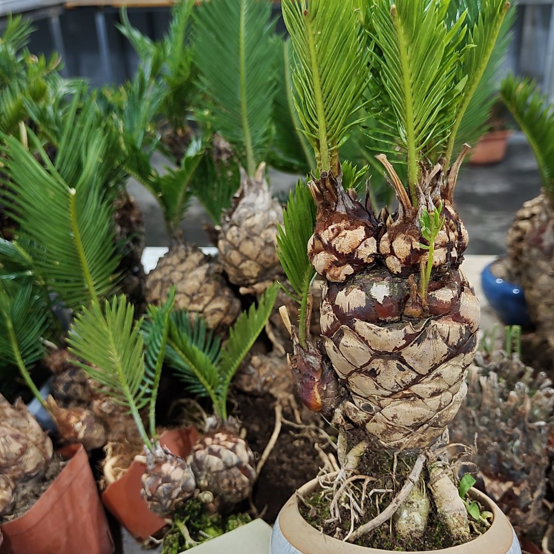 东***峰无花朵白鳞铁盆景基地价