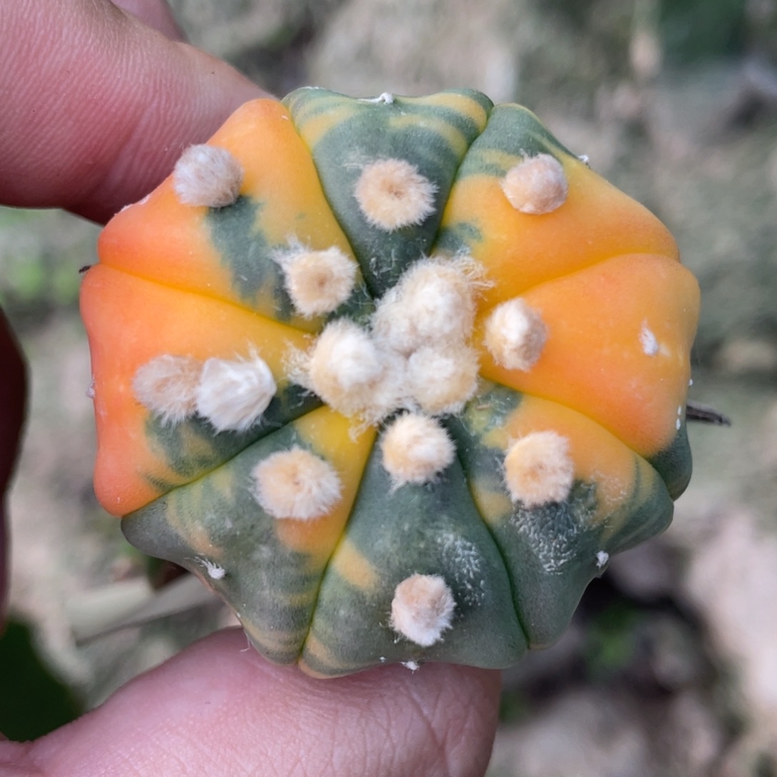 无花朵海星兜锦990