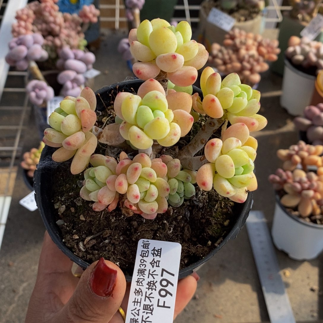 樱花罗琦997/10c m