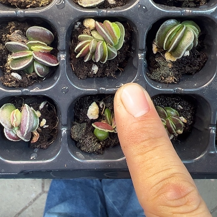 达摩海豹 满10颗包邮