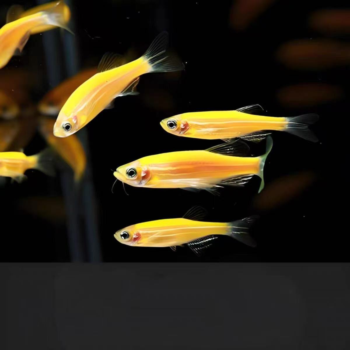 【澜境水族】斑马鱼灯科小型热带淡水观赏鱼好养耐活适合新手