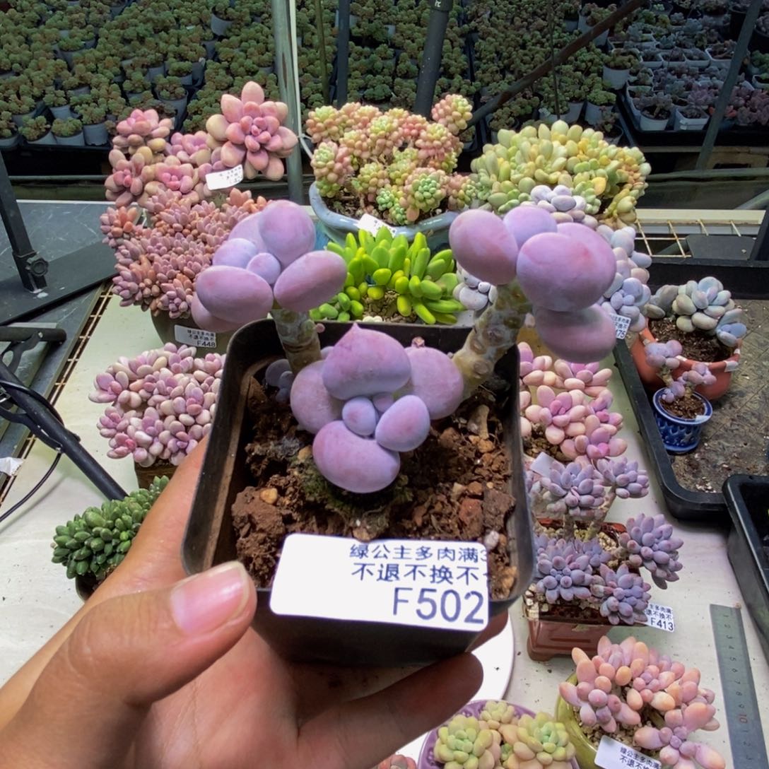 502芭比奶多肉7cm