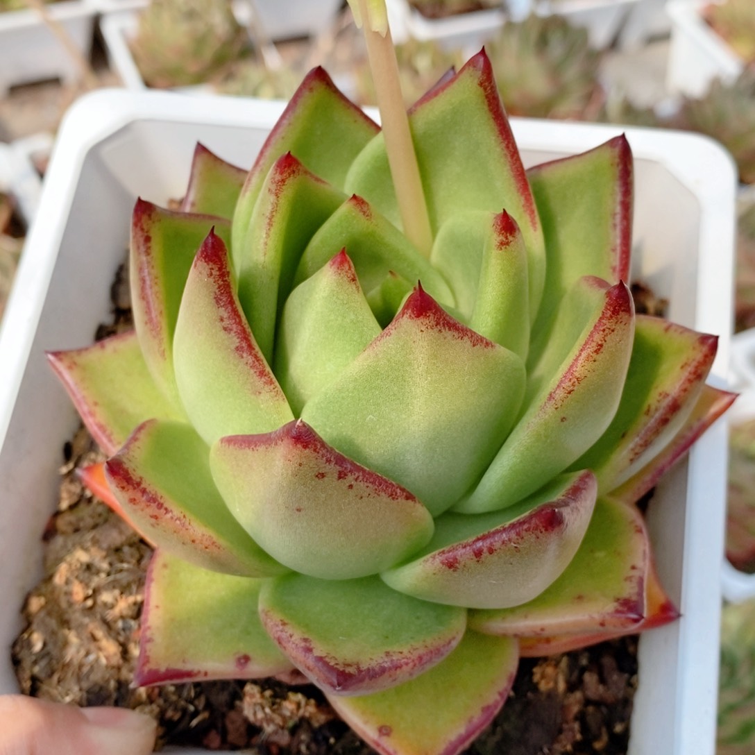 大宽叶原始种313 号东云系多肉植物