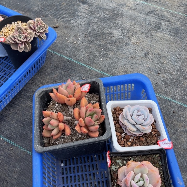 玫*桃花源雪茶奶茶