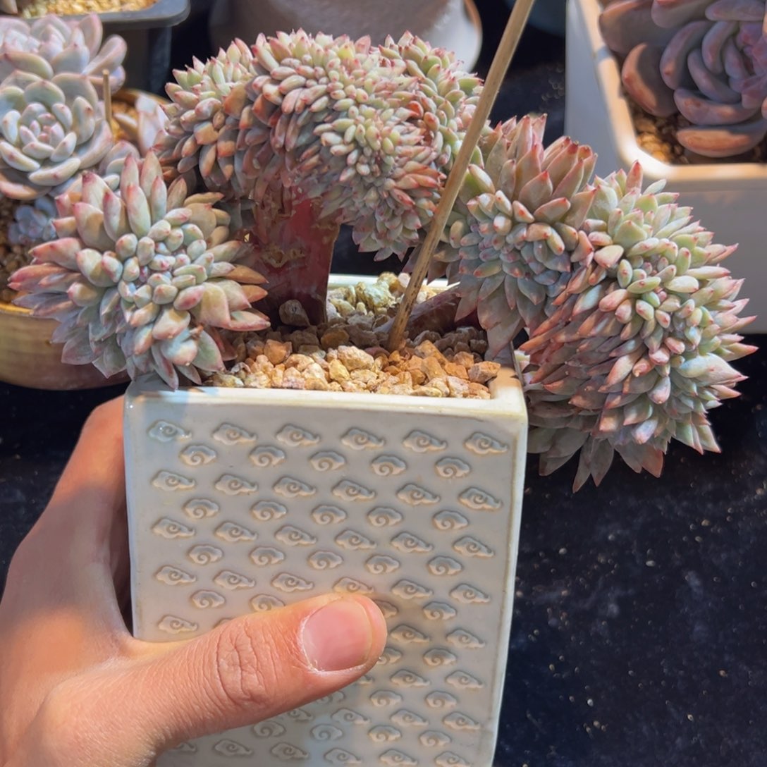 新年快乐 新年快乐