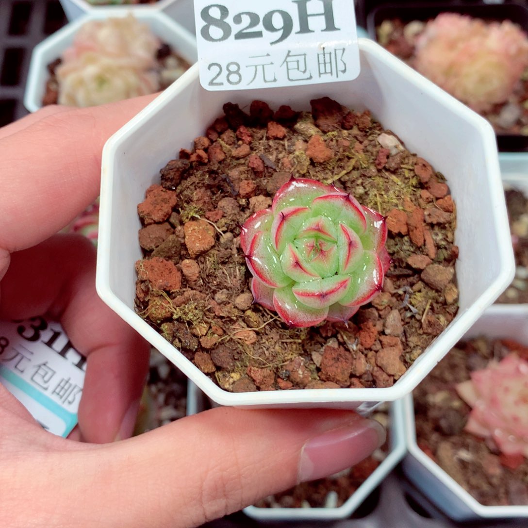 5厘米盆精控多肉829