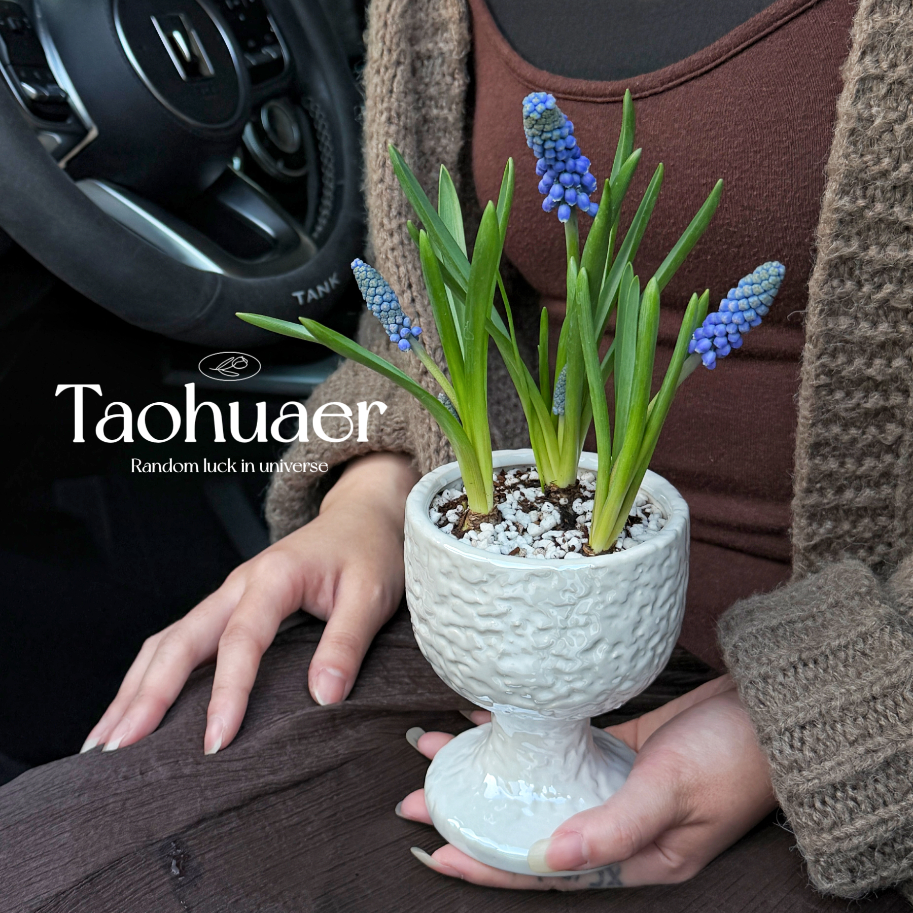 葡萄风信子种球土培水培室内耐寒易活多年生盆栽花卉种子