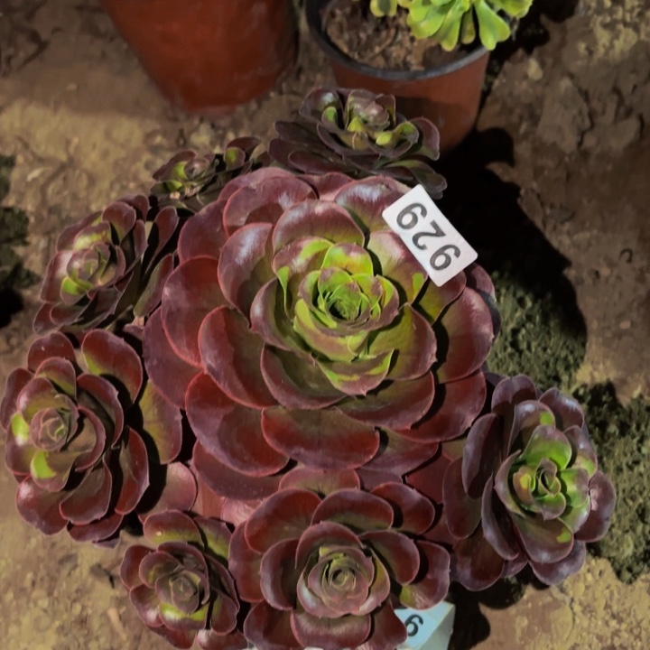 929魅金多肉植物不售后