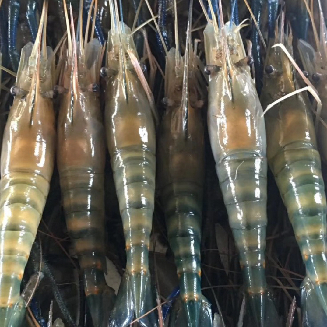 （不解冻下锅）鲜活速冻罗氏虾12-16只/斤 肉质饱满500g/盒到手4盒