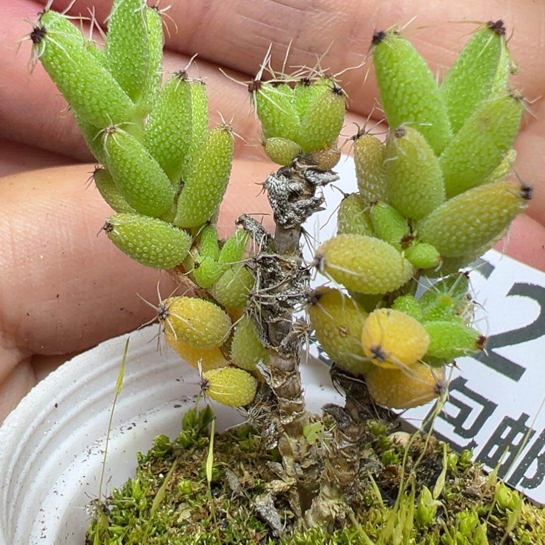 【闪购商品】962……