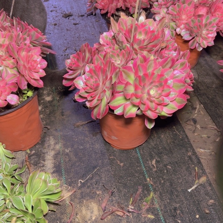 105粉女巫多肉多肉