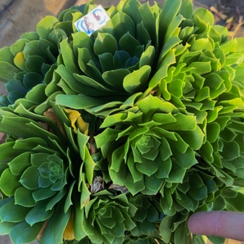 绿玫瑰多肉植物6多肉