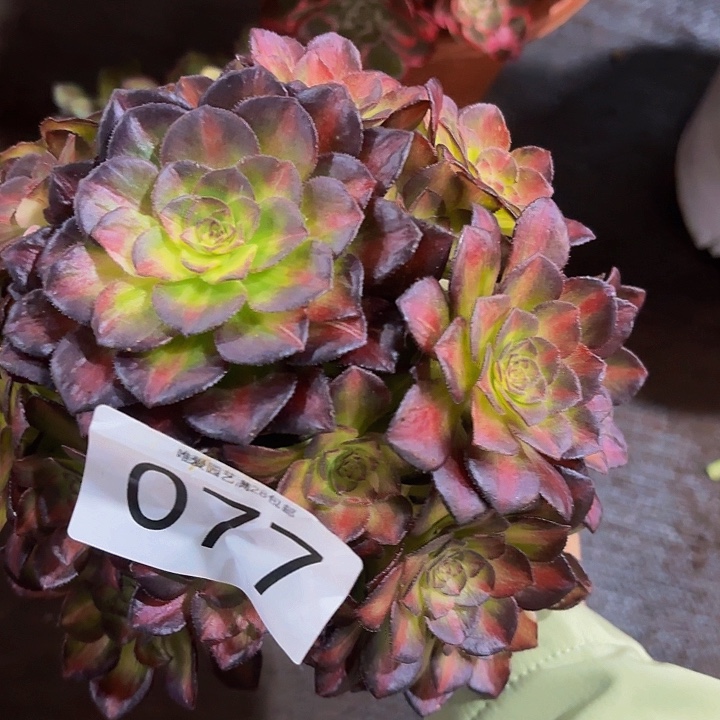 多肉植物福利来077