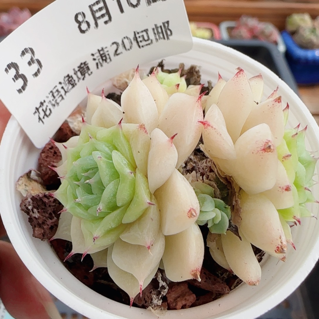 花语逸镜0810-33散