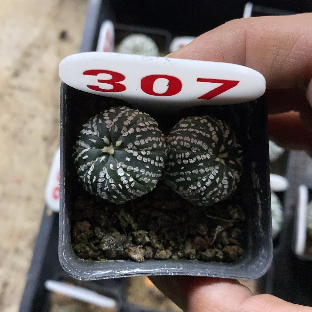 c***307双头福利tell tell