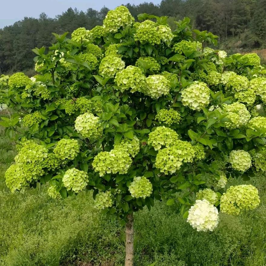 中华木绣球石楠花大花斗球耐热数字，耐寒一物一拍