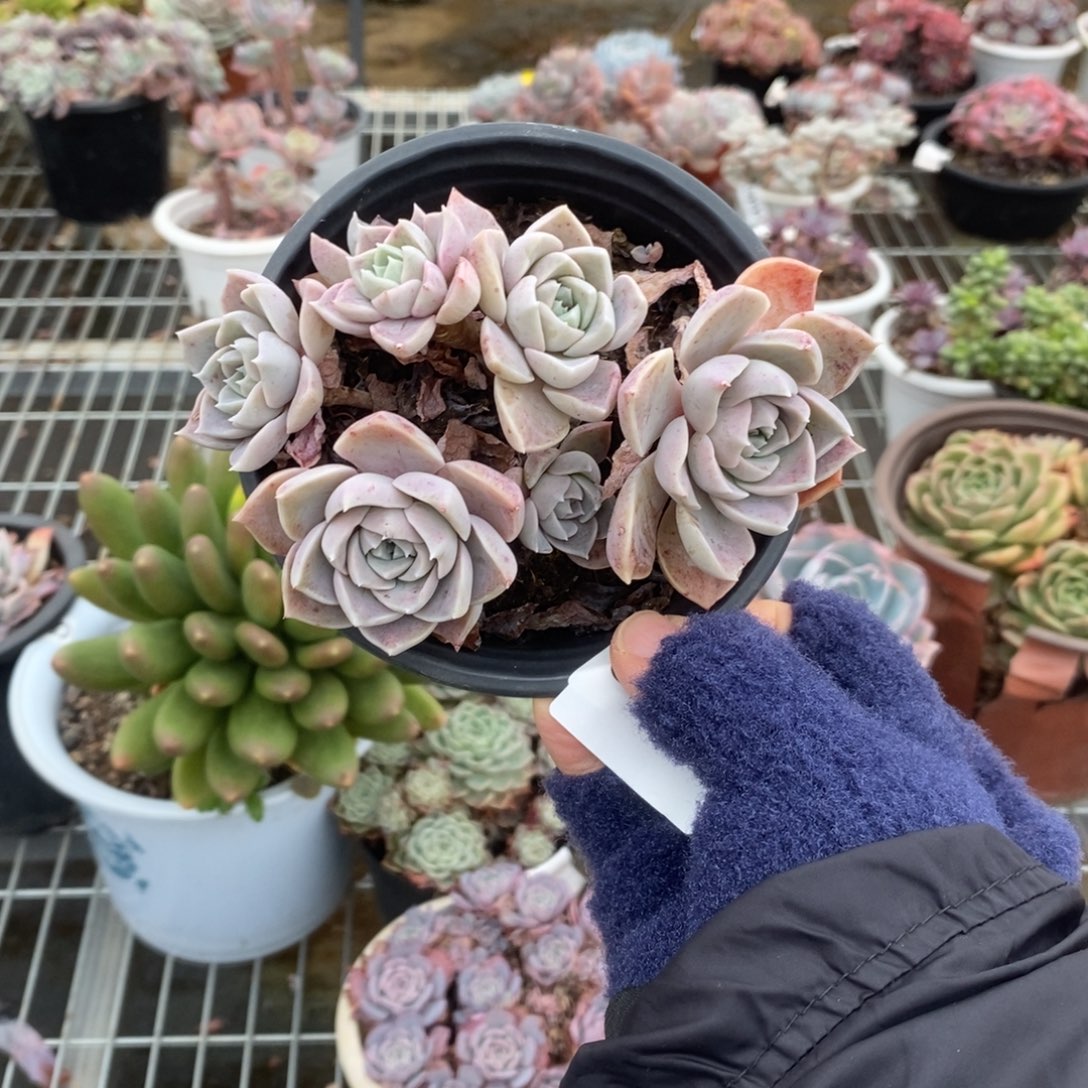 姜***️5003哈利沃森一物一拍