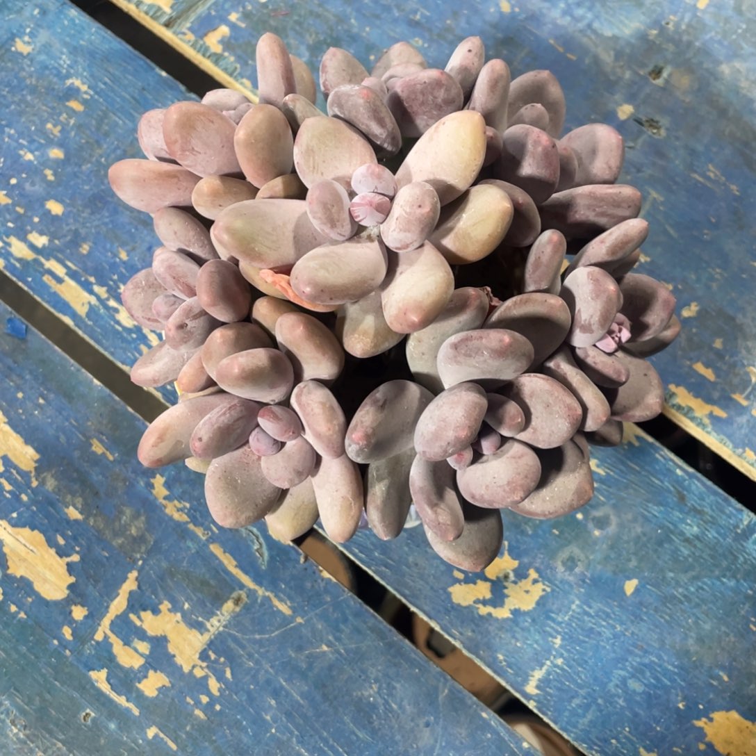 深***吸一物一拍中通快递