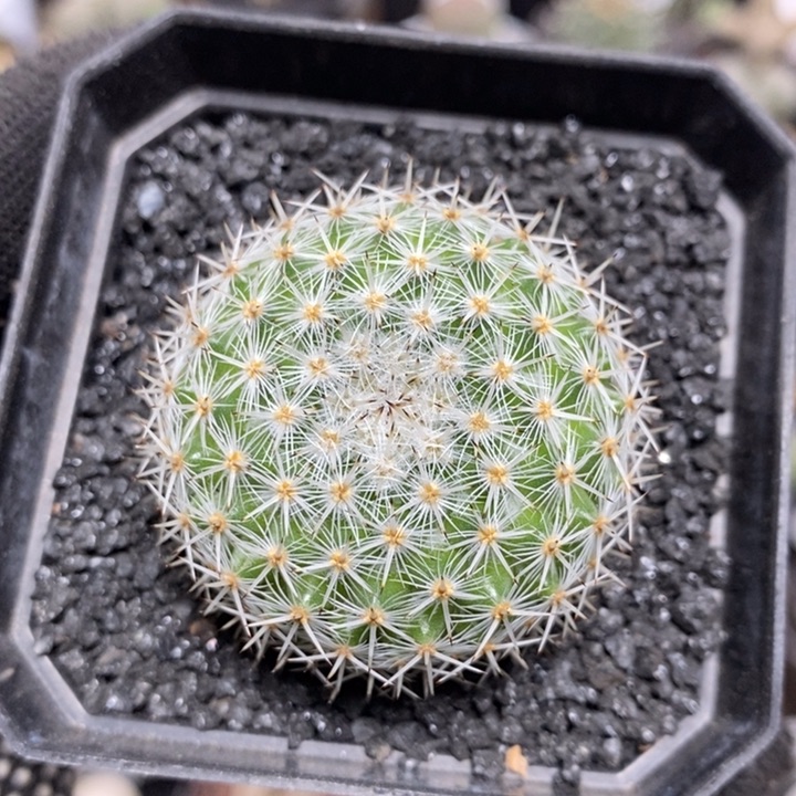 实生希望丸1010号4cm