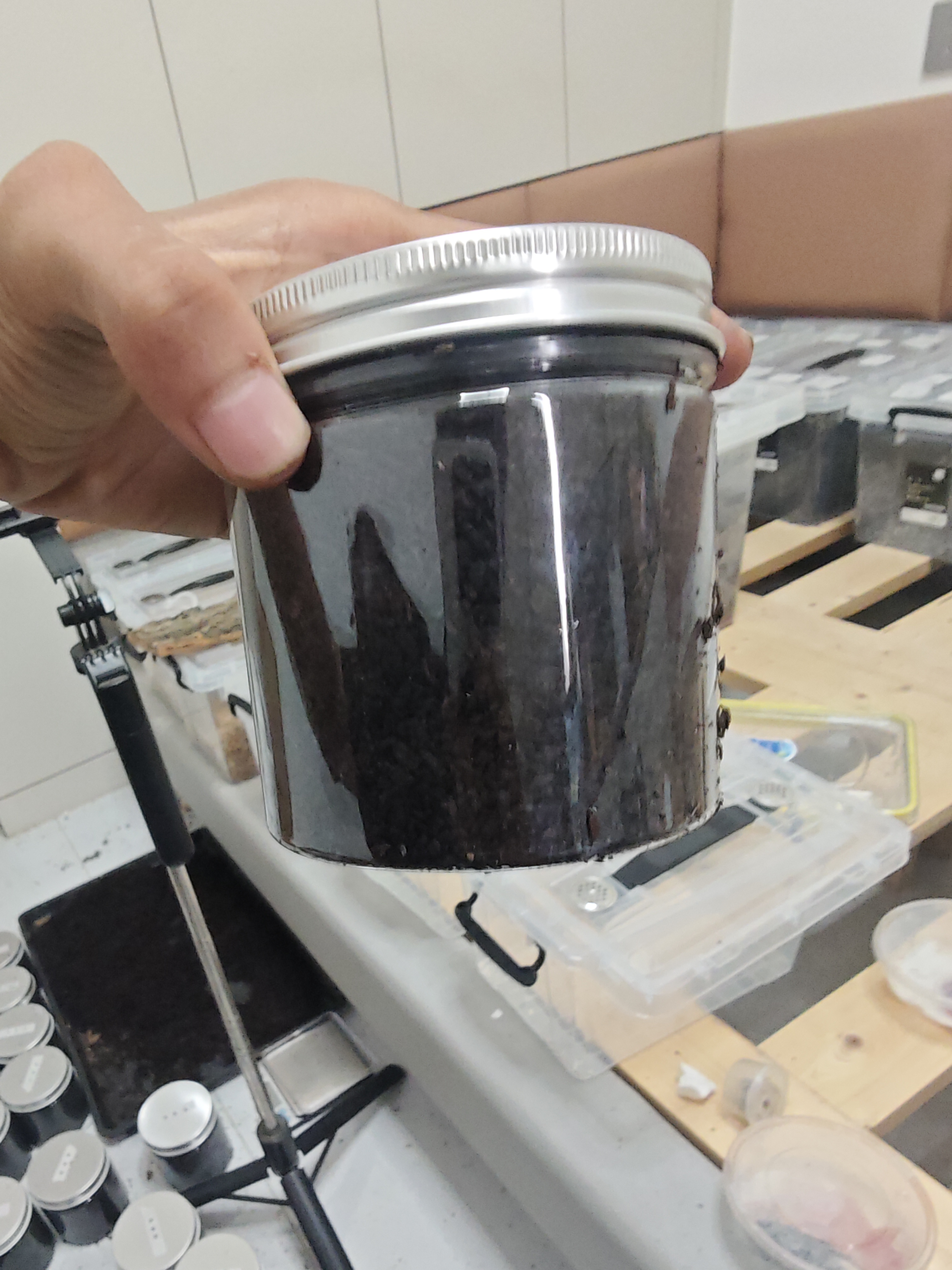 178长戟1-2角粗14.3无忧罐