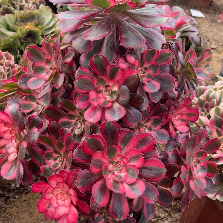 无花朵376香奶奶多肉植物