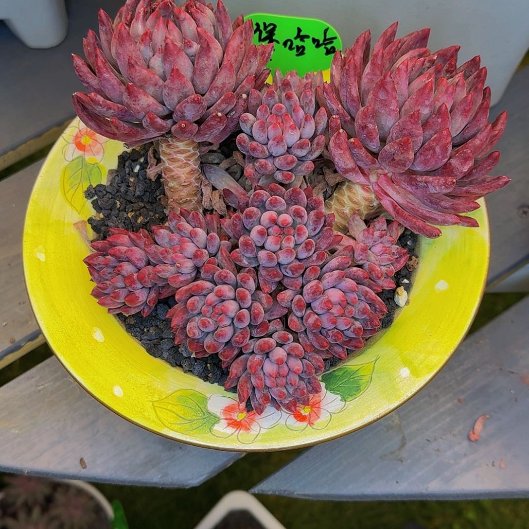 煲***哈煲哈哈流沙体虚发货