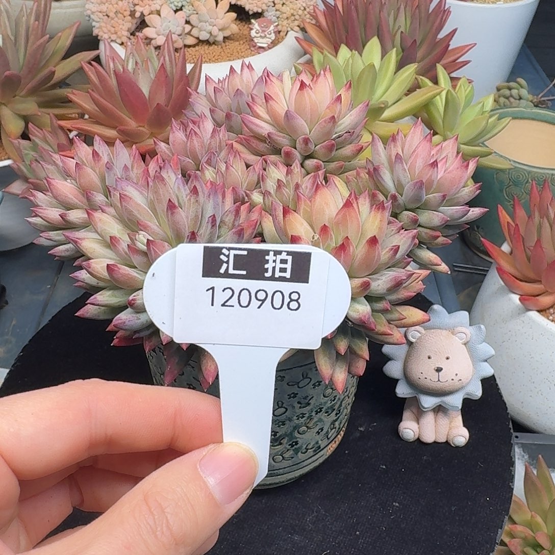 精品多肉植物120908