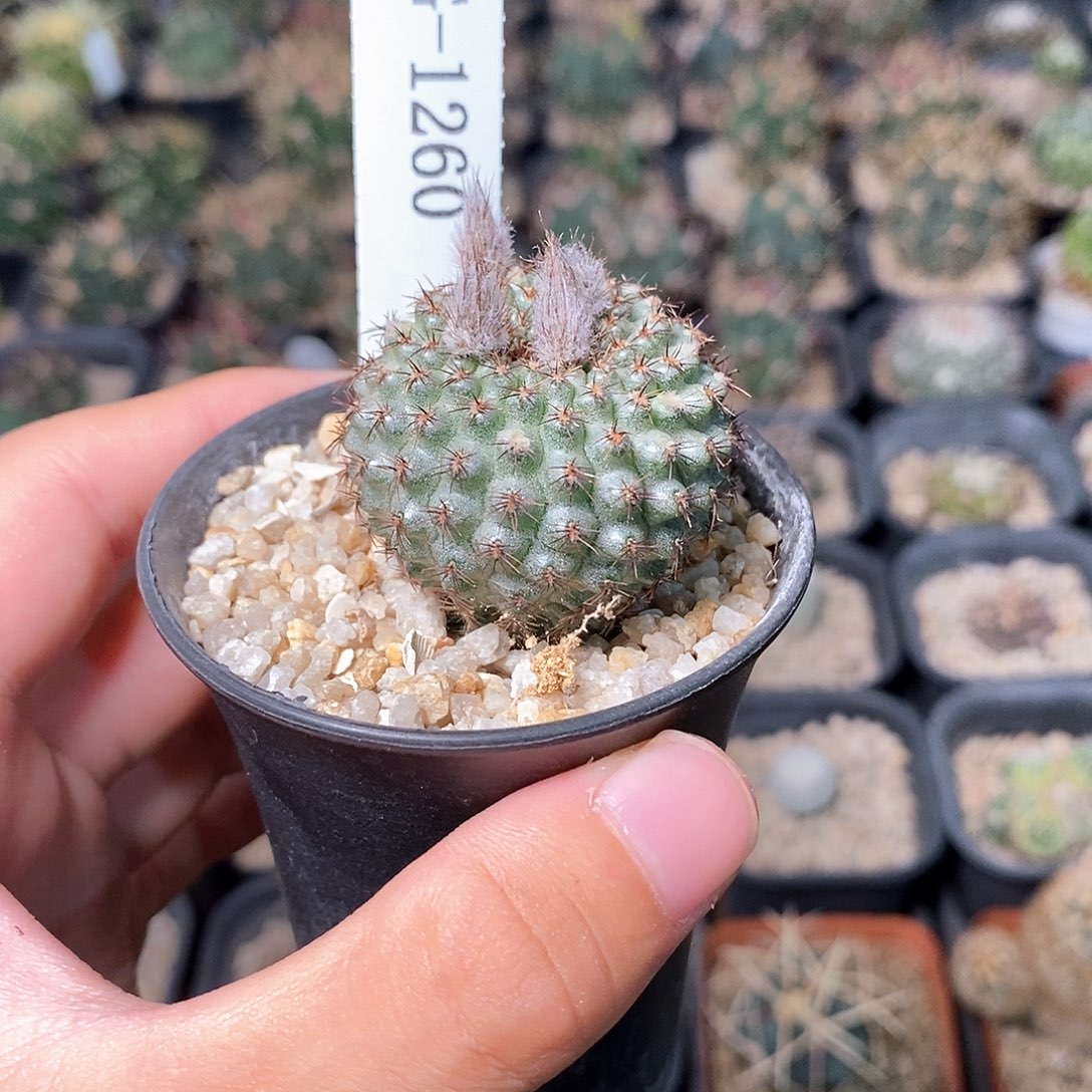虾***仁G1260花有转盘仙人球开花