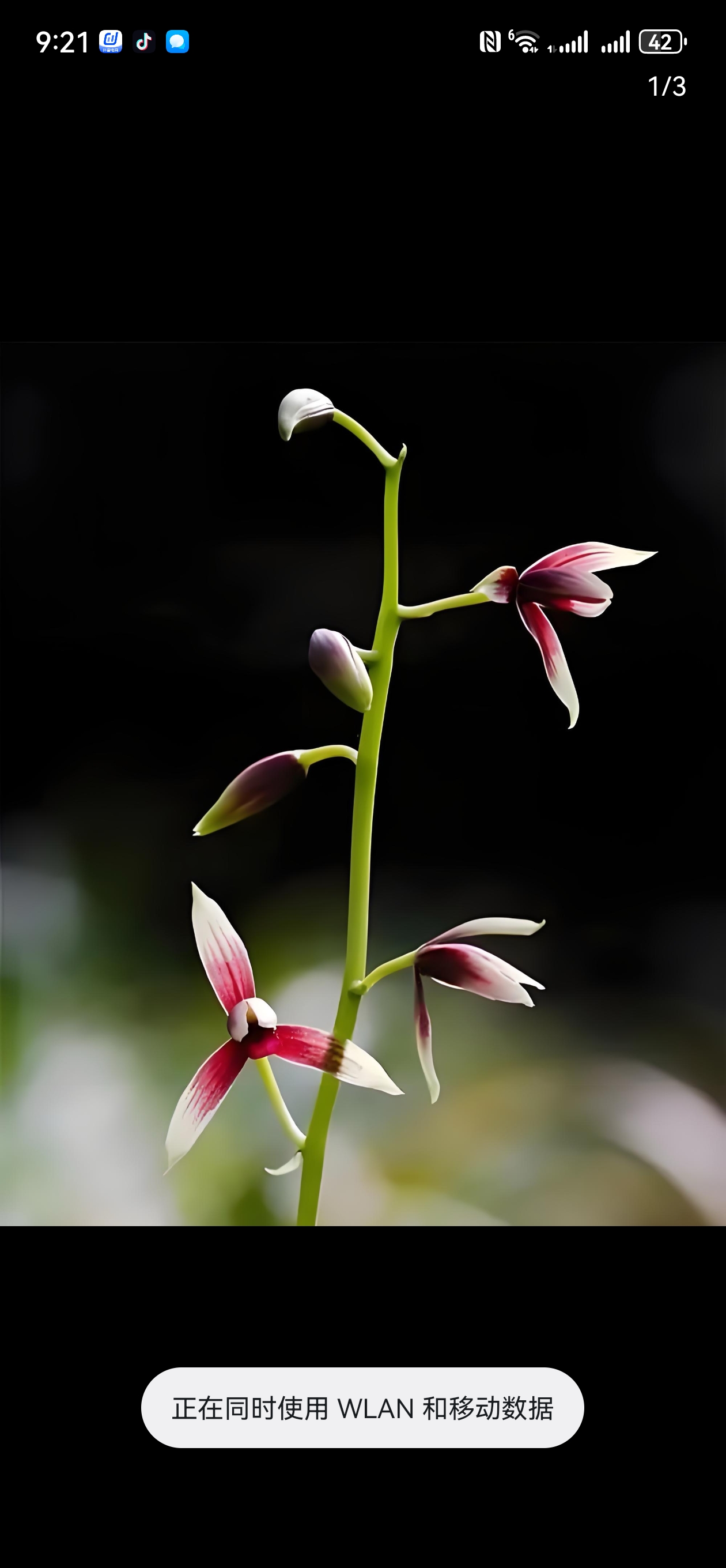 春兰惠兰奇花异草一物一拍
