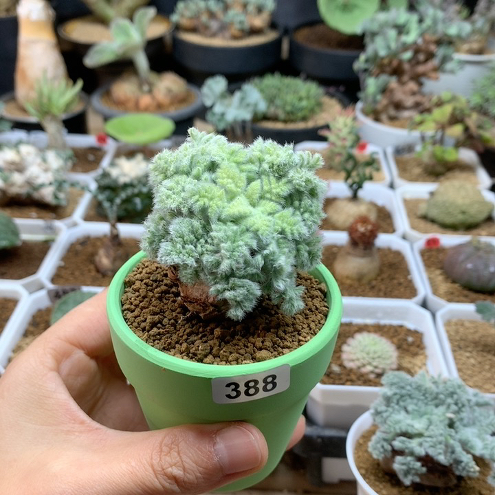 羽叶杨葵母本带盆388