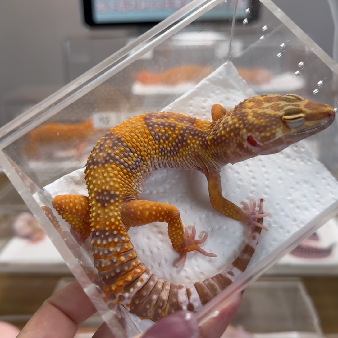 豹纹守宫橘白橘化妹妹