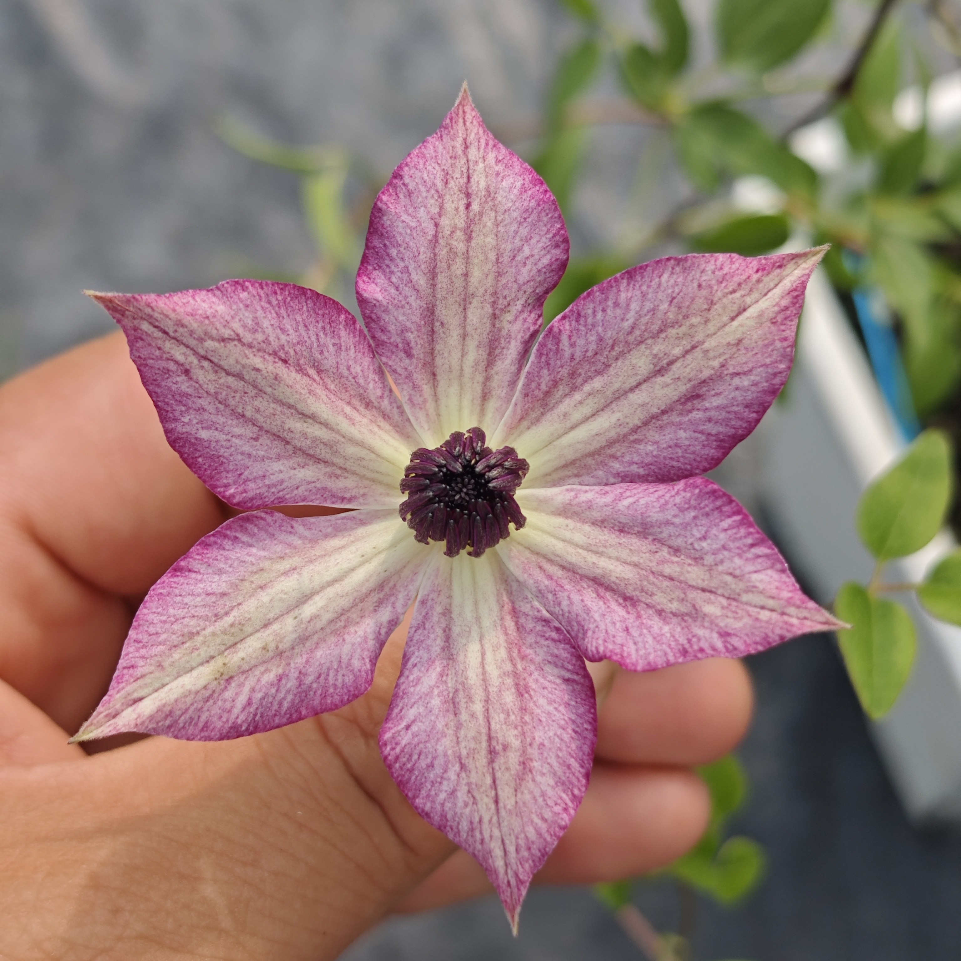 1加仑铁线莲新品种混苗发货