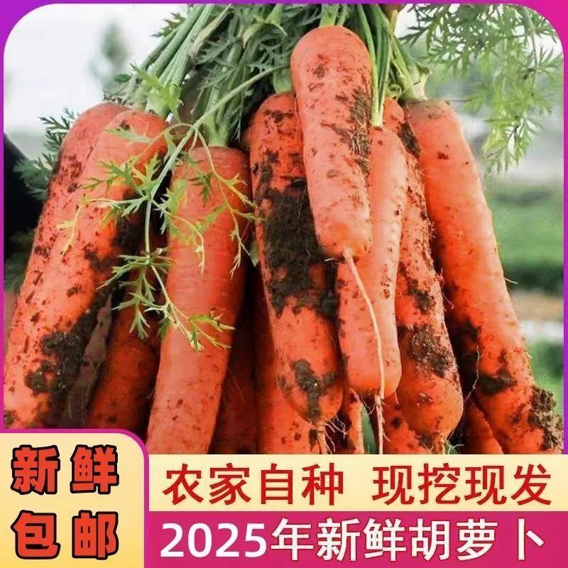 新鲜现挖胡萝卜脆甜可口农家传统种植可炖汤火锅食材