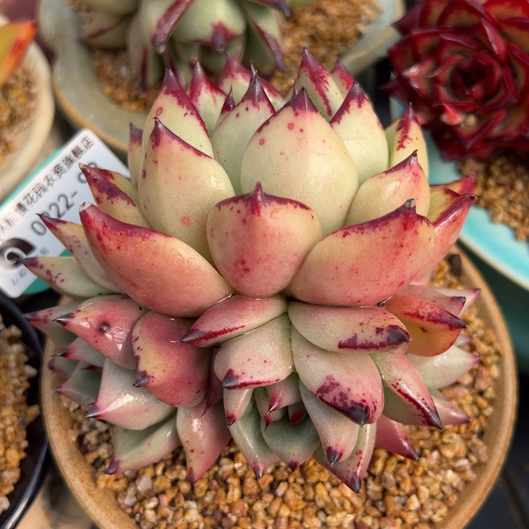 从前慢多肉精选编号0222.98