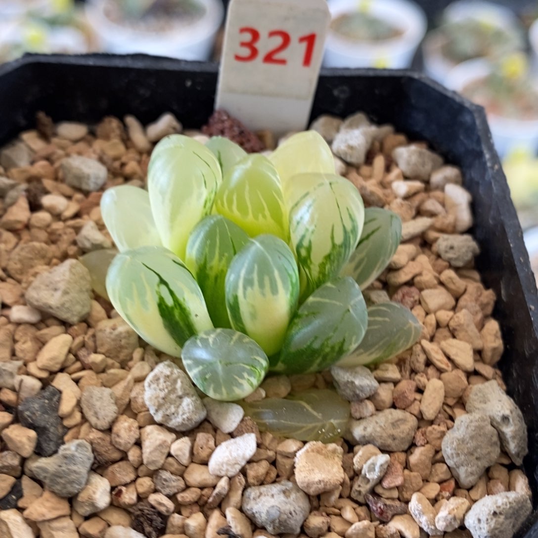 321号老川玉露锦带盆