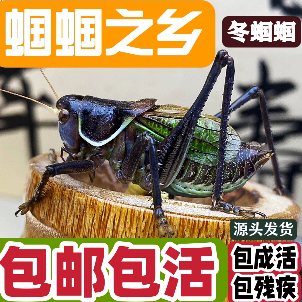 (铁皮蝈蝈1只）包邮包活（发中通)视频开箱死亡补发