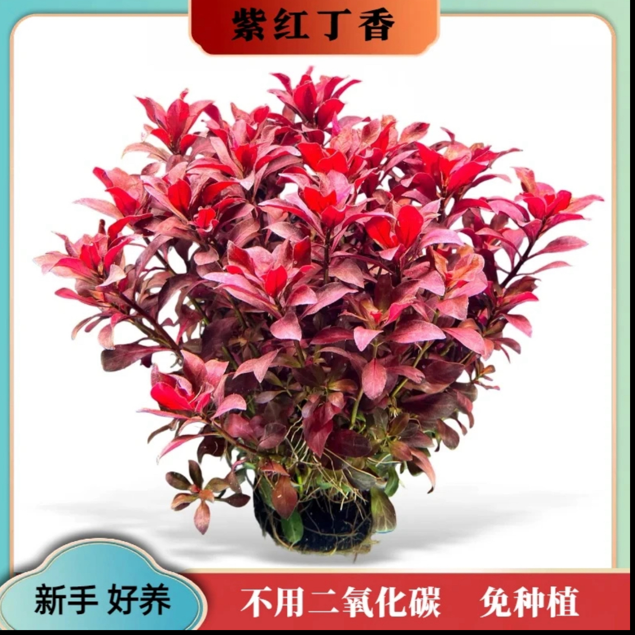 紫红丁香好养红色水培绿植绿植水培植物坨草新手水草鱼缸装饰造景商品图