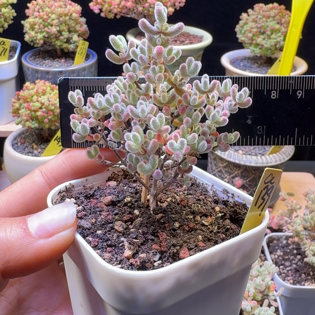 a139号实生冰晶冠服6厘米左右