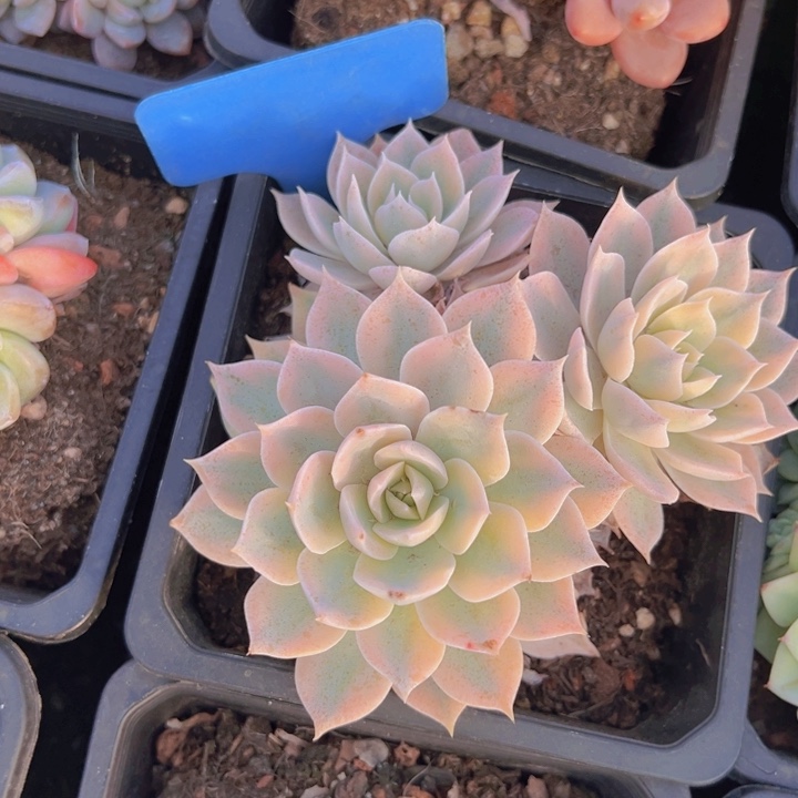 健健康康平平安安