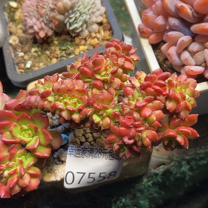 幸运的是我没有遇到过幸运