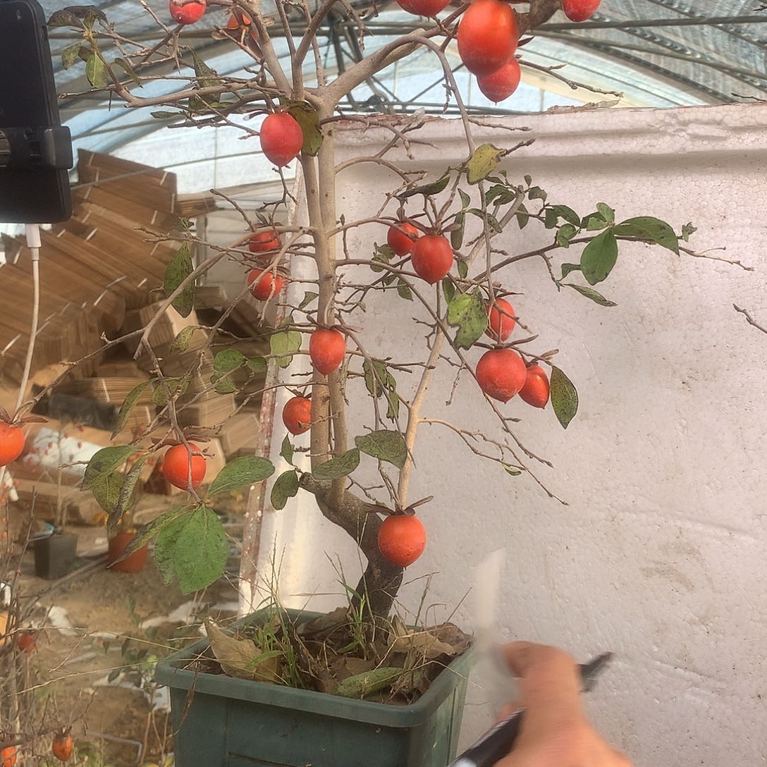 花***姑完全开放老鸦是真的好看