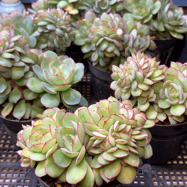 牡丹亭缀化带龙头10cm左右