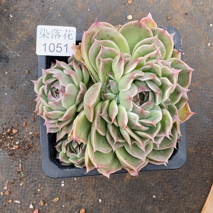 谜*精品多肉植物1051