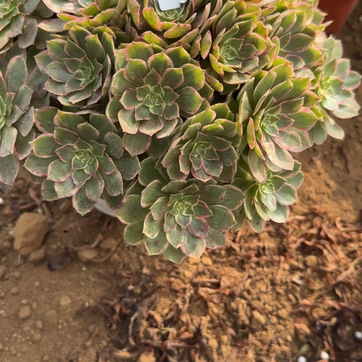 699莲花清棚处理不包断枝